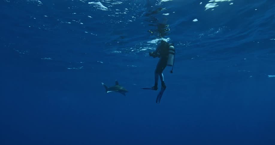 Diver swimming underwater looking at a shark