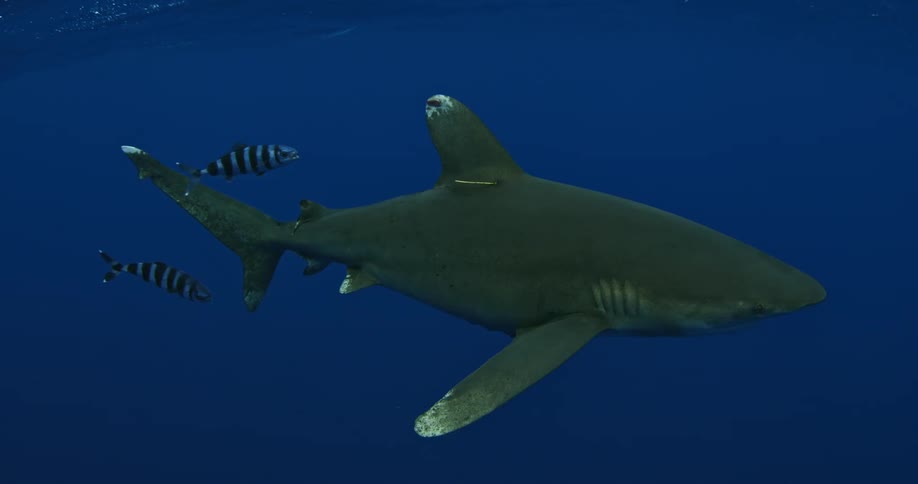 A shark and fish swim in the ocean