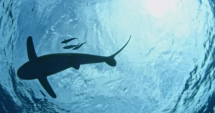 A shark and three small fish swimming near the surface