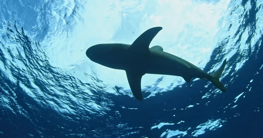 A shark swimming in a large body of water near the surface
