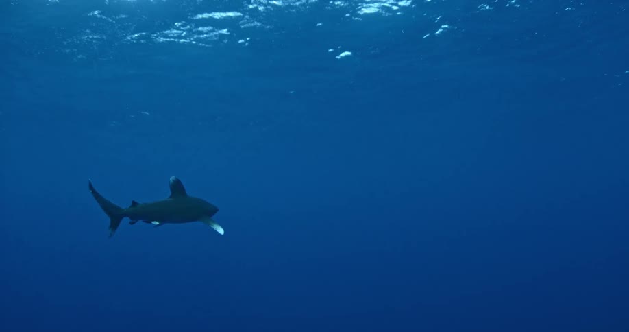 A shark swims in the blue ocean water