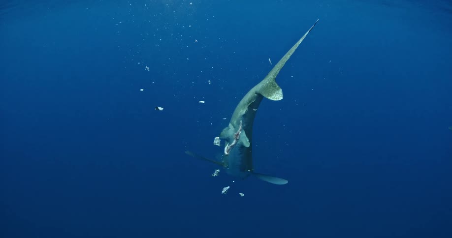 A shark is twisting and diving for pieces of fish