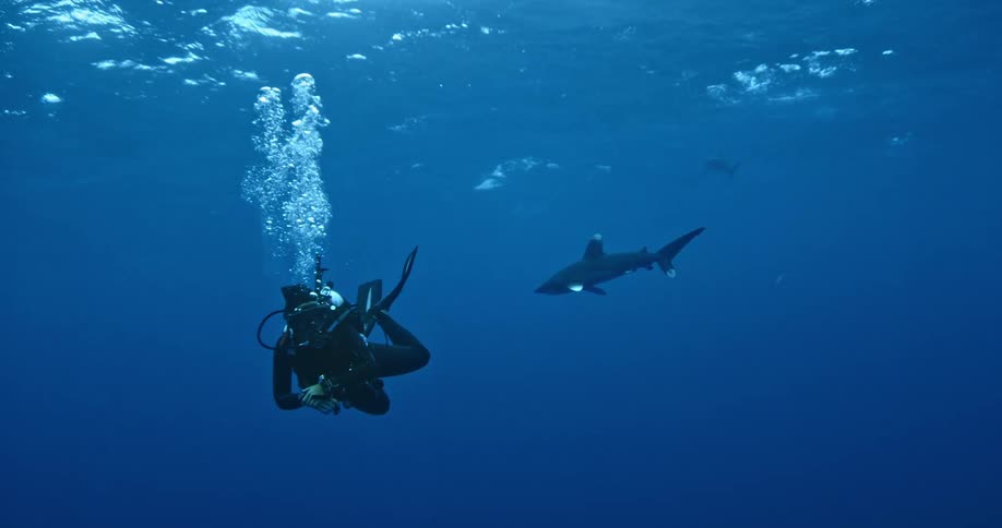 Scuba diver swimming as a shark is swimming behind him