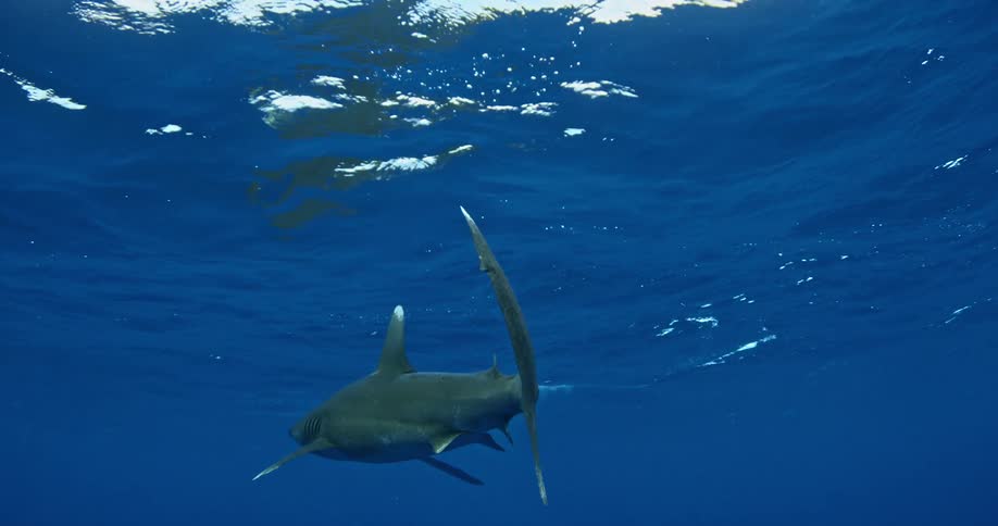 Shark  slowly swimming just below the surface of the water