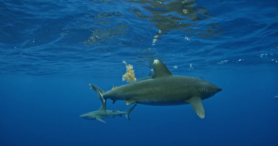 The shark swims very close to the surface of the water with others behind