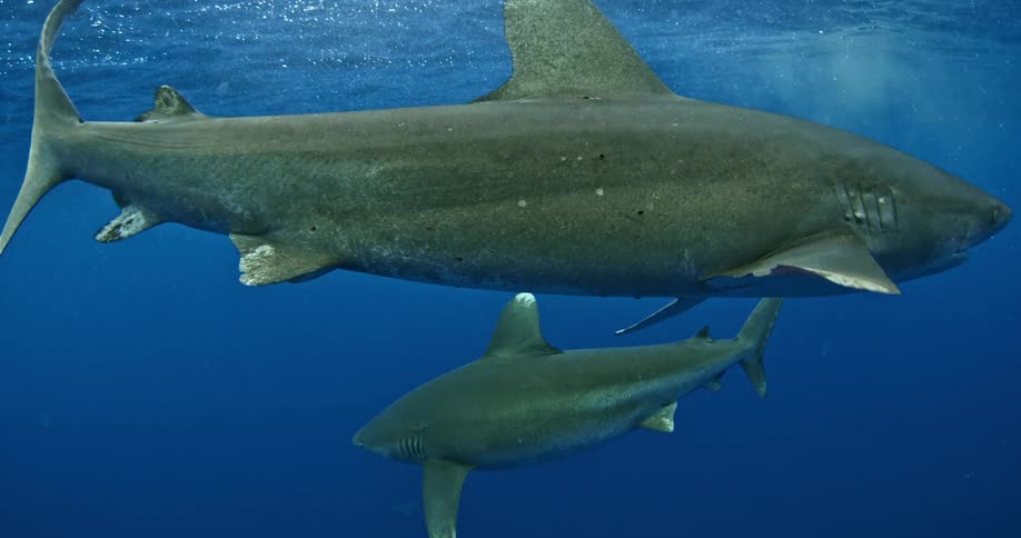 A shark turns around in the water