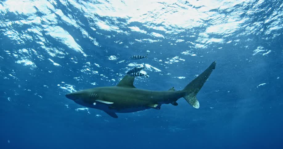 Shark and other fish swimming just under the surface of ocean water