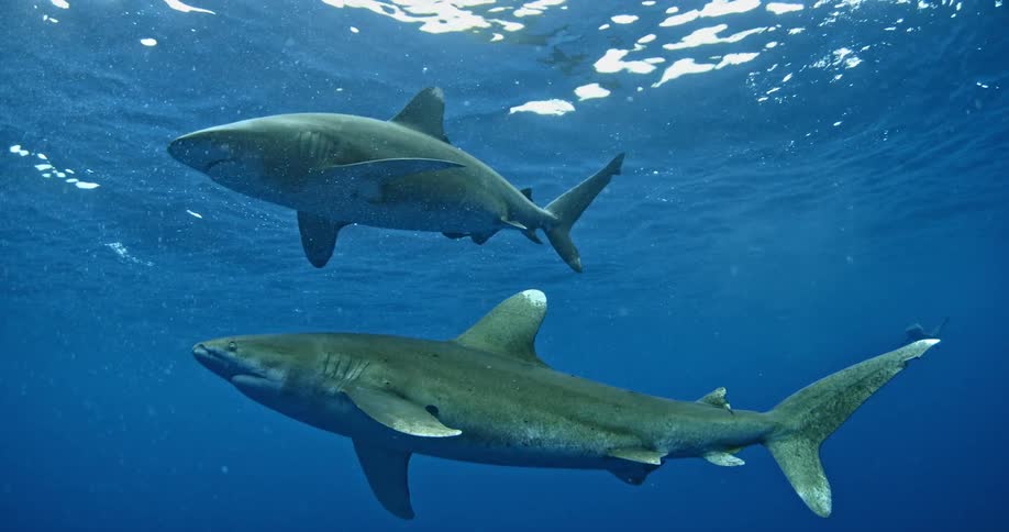 Sharks and fish swim near the sunlit surface