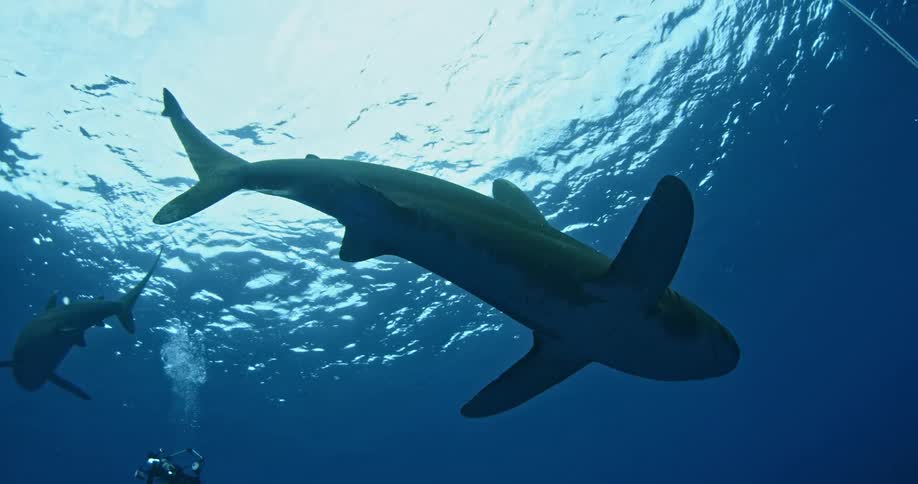 Sharks swim near divers in the ocean