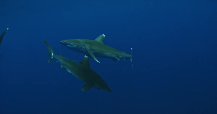 Three sharks swimming around each other