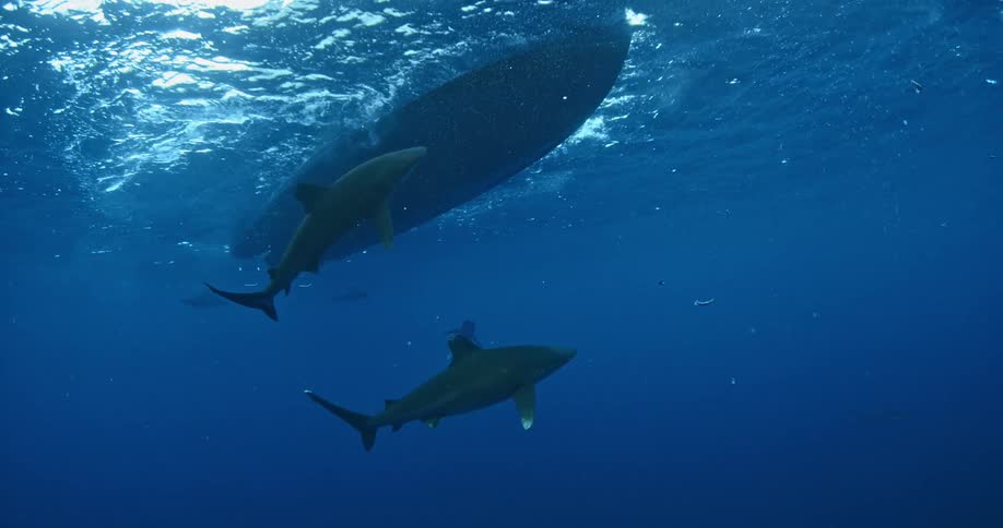 Sharks swim beneath a boat in the ocean