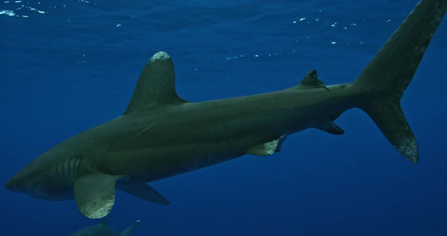 A shark swims in the ocean