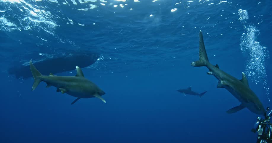 Sharks swim together near the surface of the water