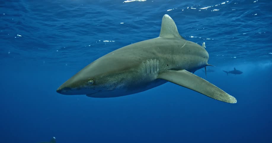 Sharks swimming slowly near the camera