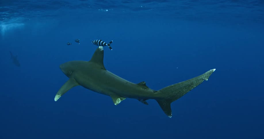 A shark swims past some white and black striped fish