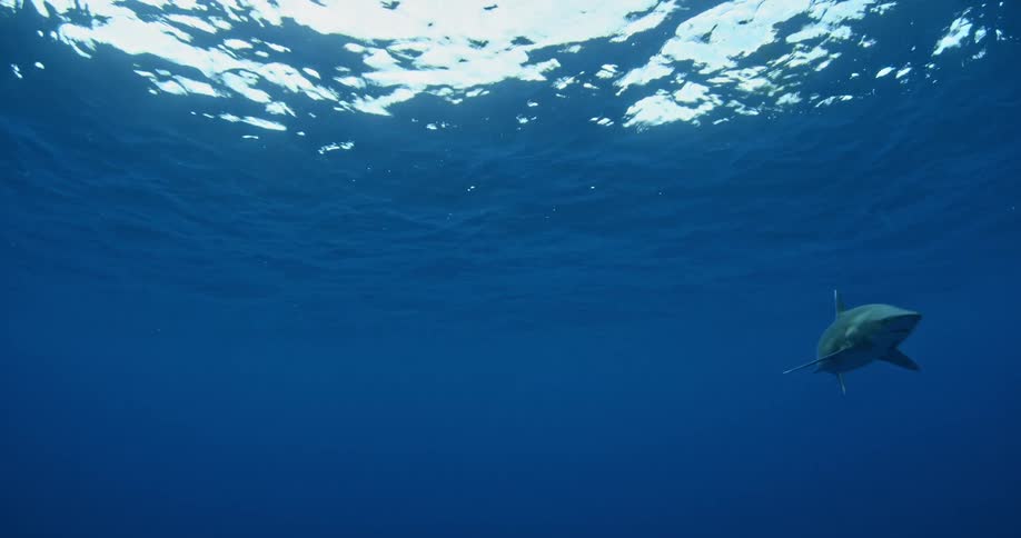 A shark swims in the blue ocean water