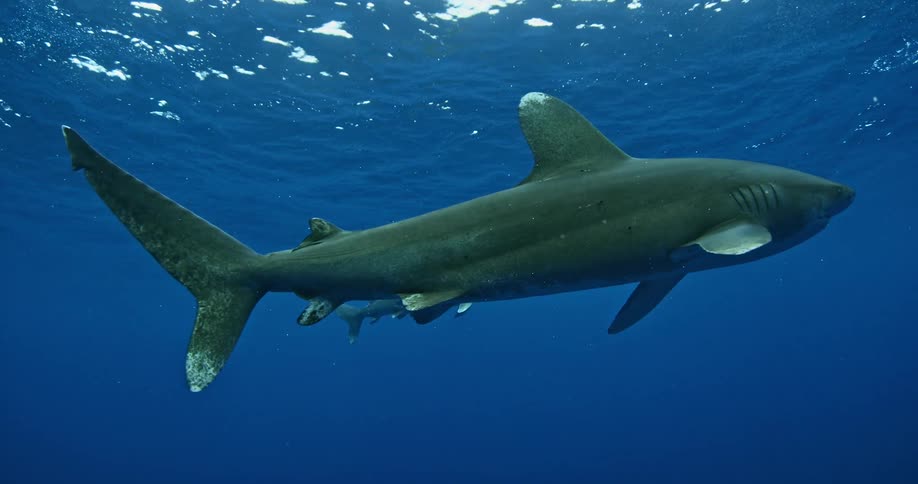 Sharks swim near the surface of the ocean