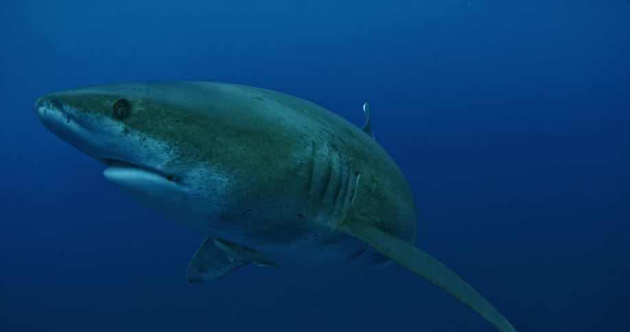 A large shark is swimming in the water