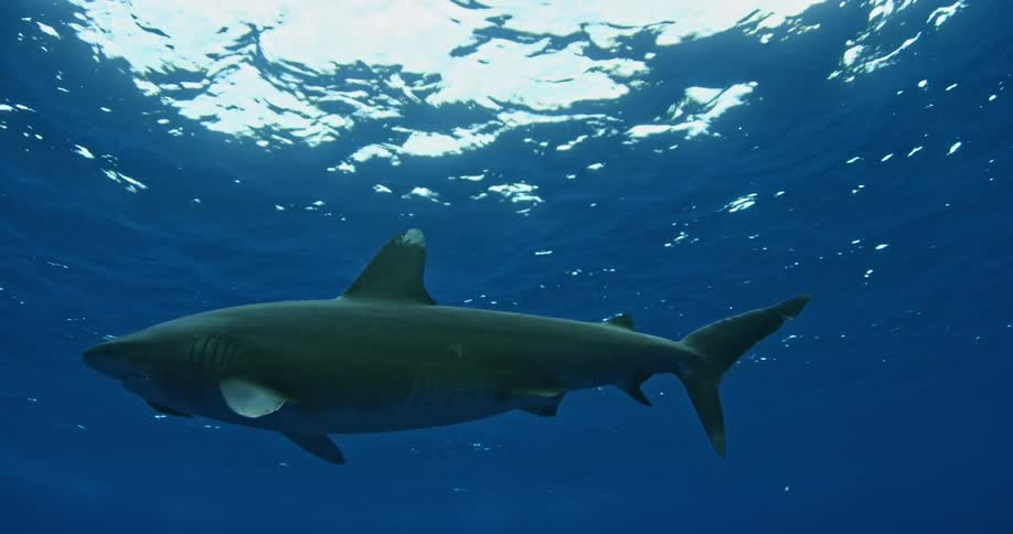 A shark is swimming in the ocean