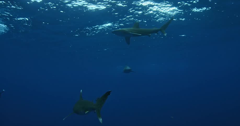 A shark and fish swim near the surface of the ocean