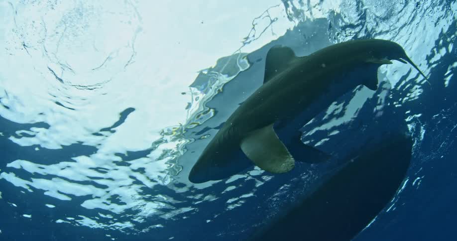 A shark swims near a boat in the ocean