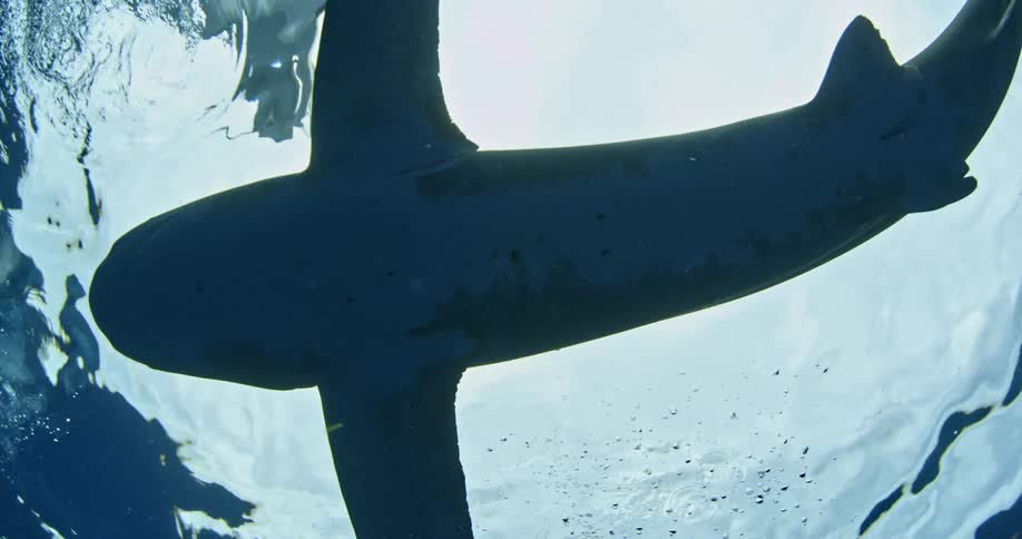 A shark swims in the sea