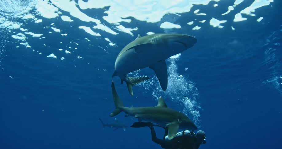 A scuba diver swims in the ocean near sharks