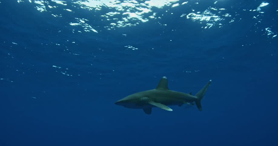 Shark swimming not far below the surface of the water
