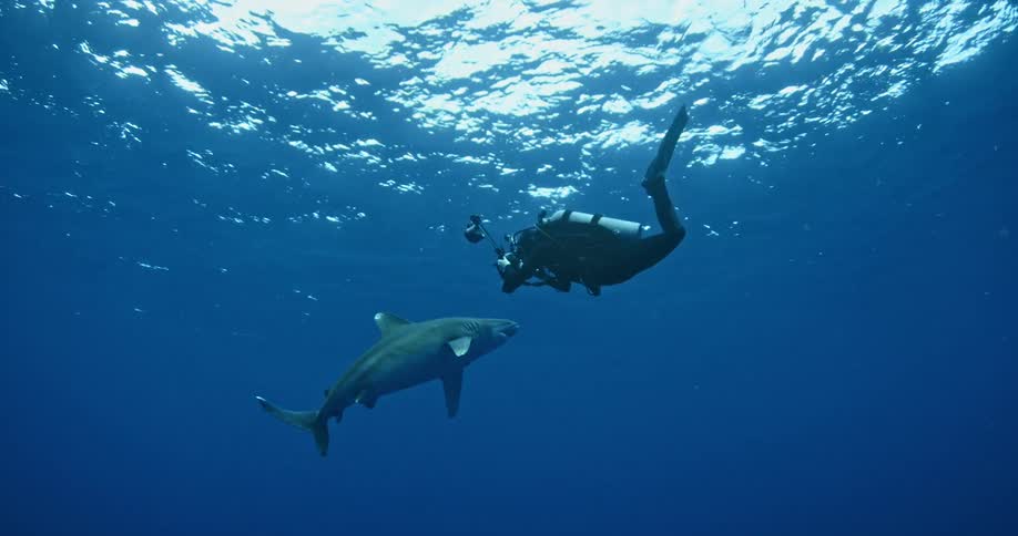 A scuba diver takes a photograph of a shark