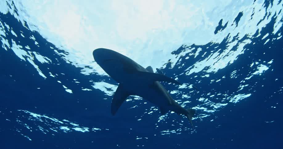 A shark swims in the blue ocean water