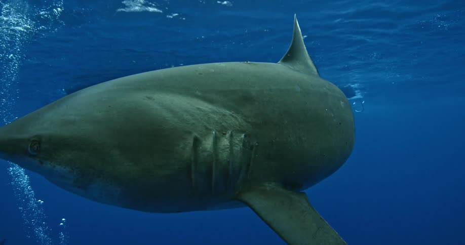 A shark is swimming for some bait that is floating down