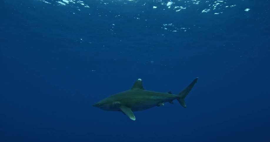 A large shark is swimming in the dark water near the surface