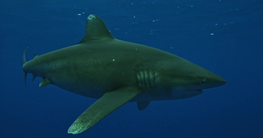 A shark swims in the dark waters ahead