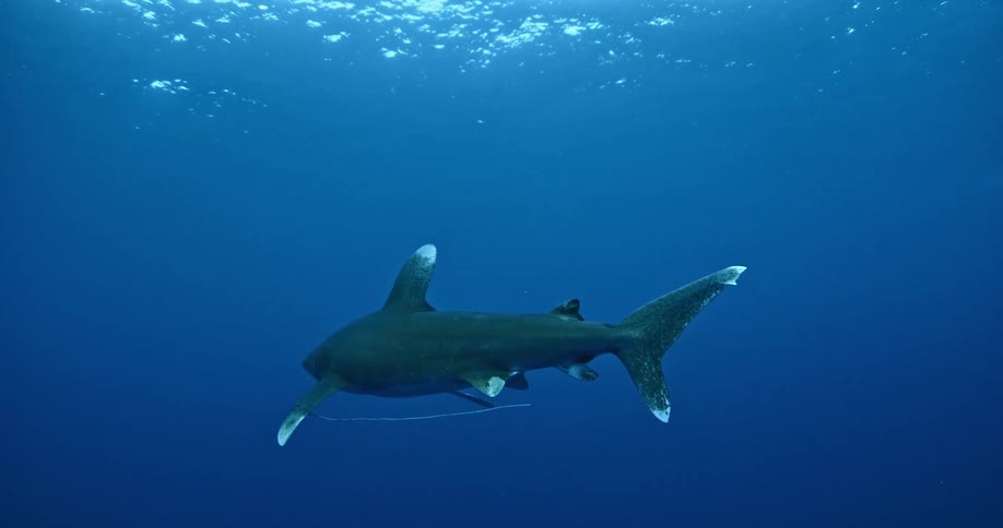 A large shark swims underwater on a sunny day