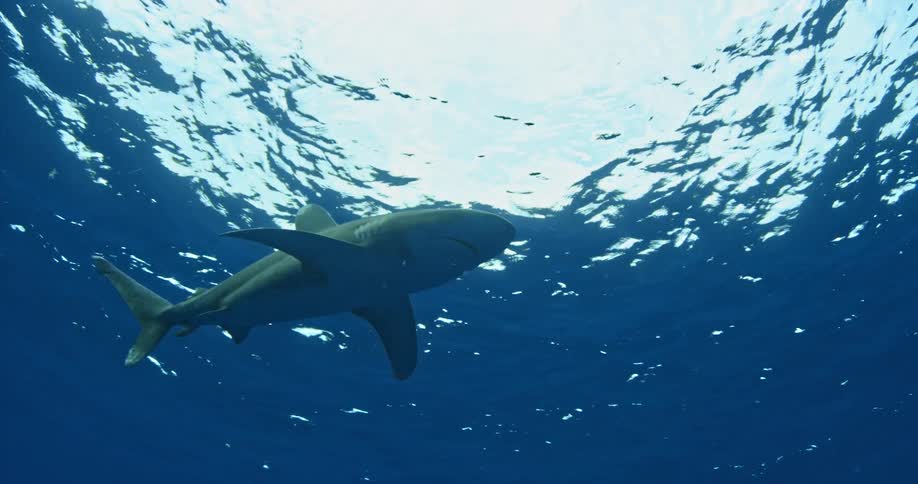 Shark swimming in the ocean