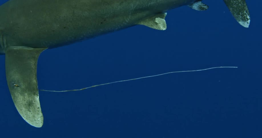 A hook has pierced the fin of a shark in the ocean