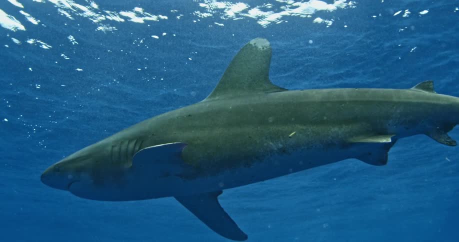 A shark floats menacingly underwater