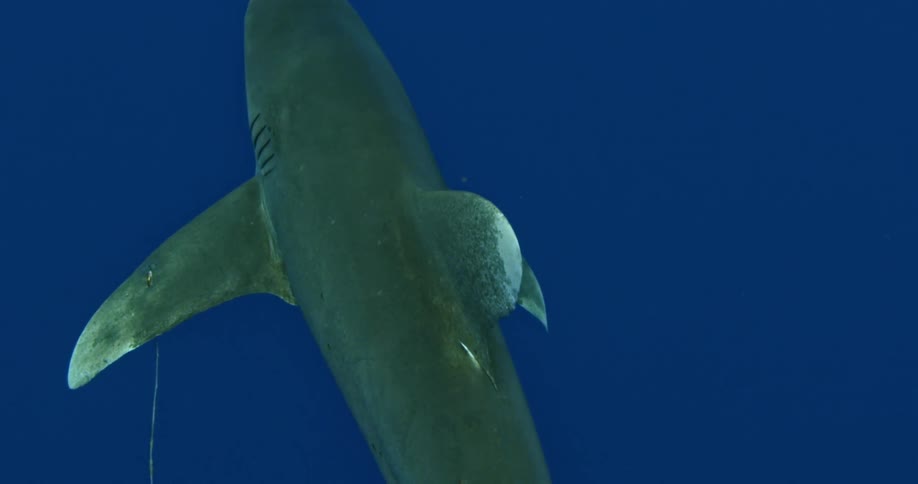 A slow motion shot of the top of a shark