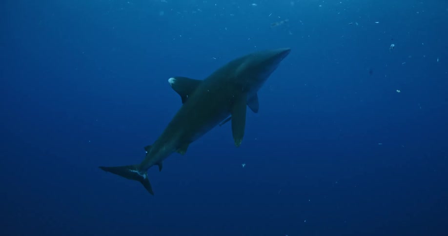 Sharks swimming in dark ocean water