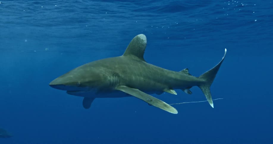 Shark swimming in ocean waters