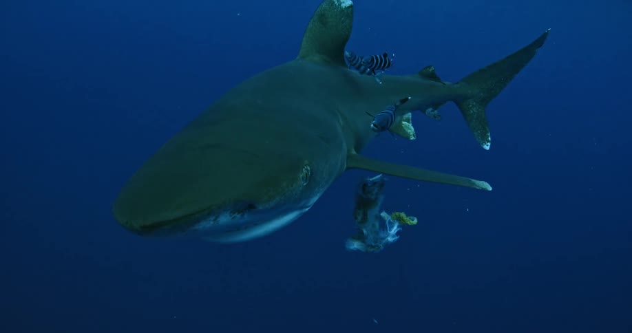 Shark eating food floating in the ocean