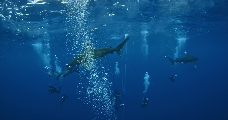Sharks swim near the surface of the ocean