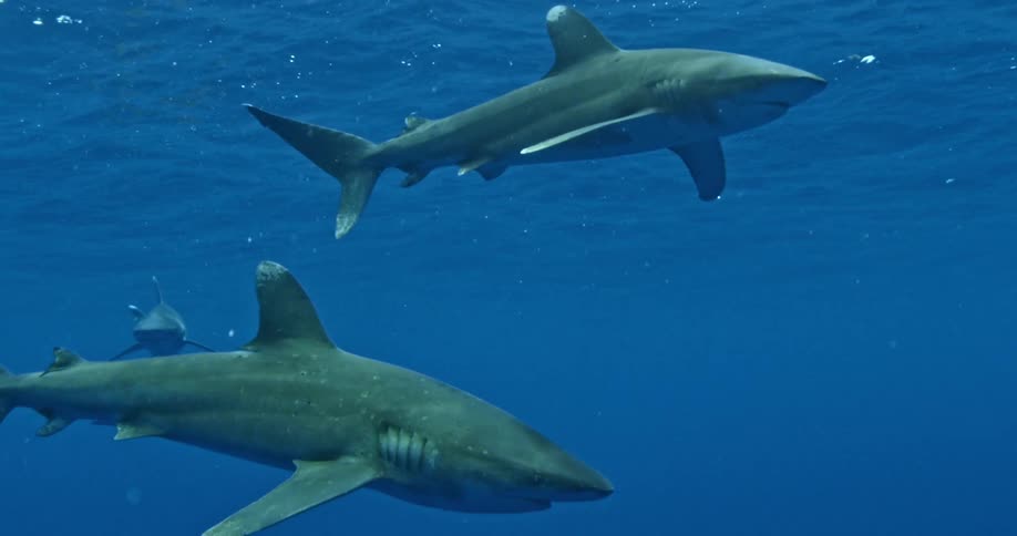 Two large sharks swim side by side in the blue water