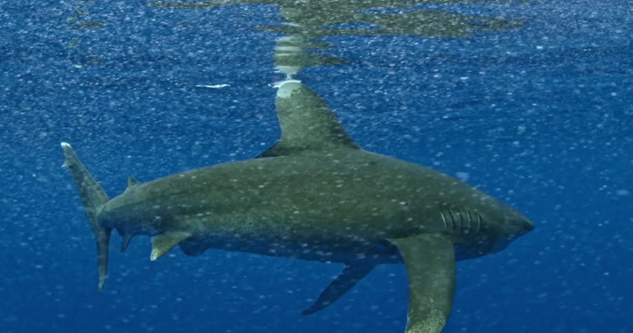 A diver swimming along side a shark