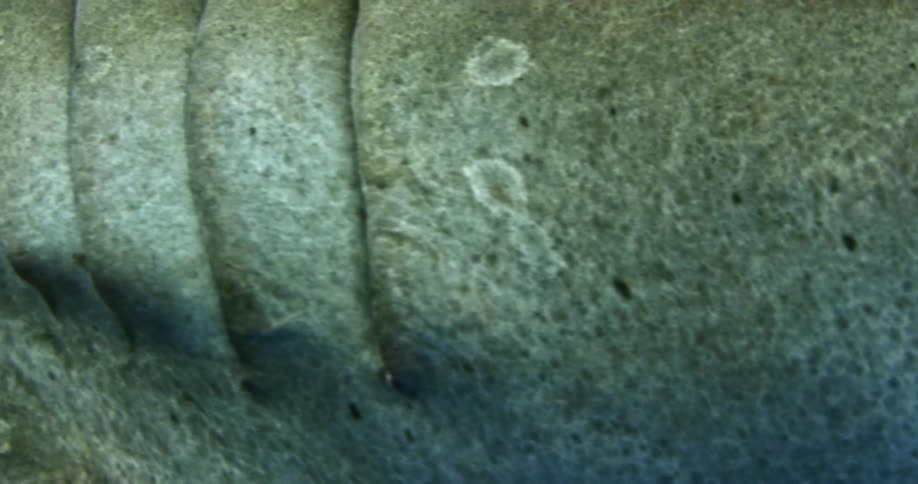 A close up of a shark swimming