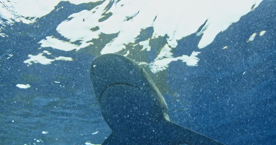 A shark swims near the surface of the water