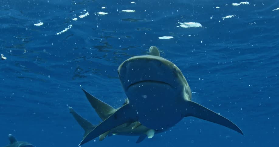 Two sharks hover in the water near the surface