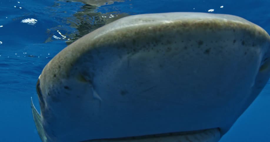 A shark swims in the sea