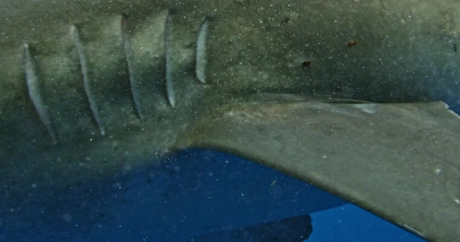 A shark swims in the open ocean