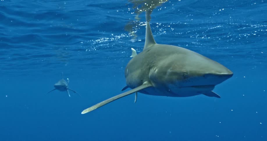 Shark swimming just below the surface of the water
